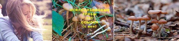 трава Няндома